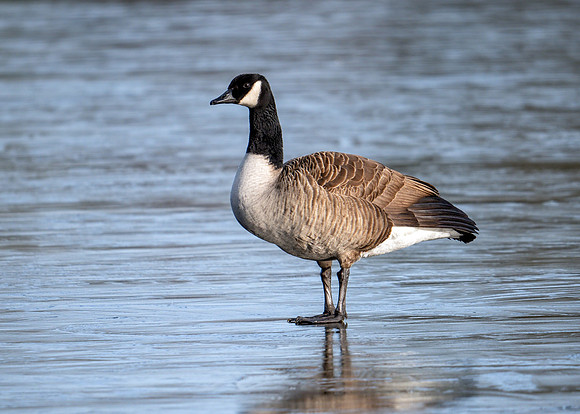 Canada Goose - Branta Canadensis, Worcestershire, February 2019
