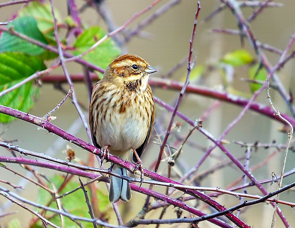 Female Common Reed Bunting - Emberiza schoeichus, Upton Warren, February 2019