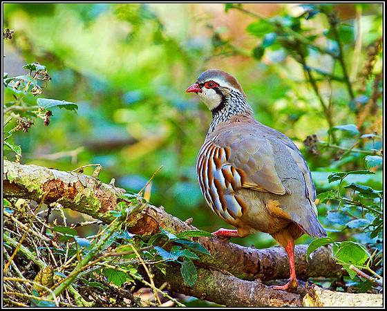 Red-legged Partridge, Warwickshire, 20 October 2010