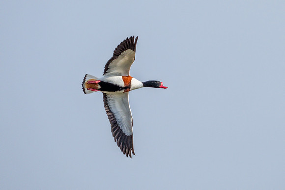 Common Shelduck Drake - Tadorna tadorna, Slimbridge WWT, February 2019