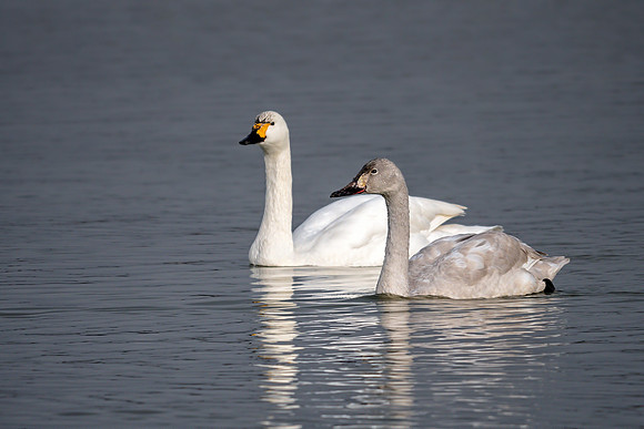 Bewick's Swans - Cygnus columbianus bewickii, Slimbridge WWT, February 2019