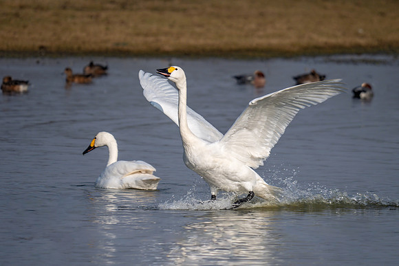 Bewick's Swans - Cygnus columbianus bewickii, Slimbridge WWT, February 2019