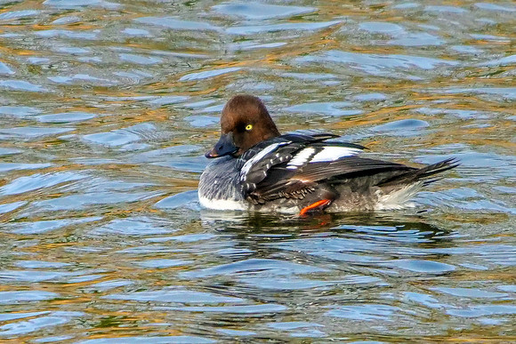 Common Goldeneye - Bucephala clangula, Worcestershire, February 2019
