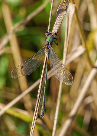 Willow Emerald Damselfly  - Chalcolestes viridis, Norfolk, October 2021