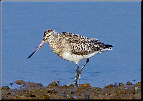 Bar-tailed Godwit, Norfolk, April 2012