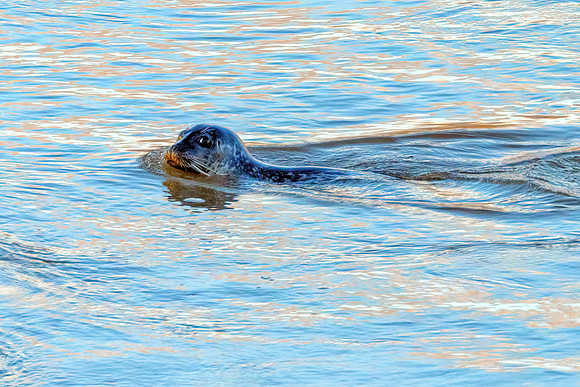 Common Seal -  Phoca vitulina, Norfolk, October 2021