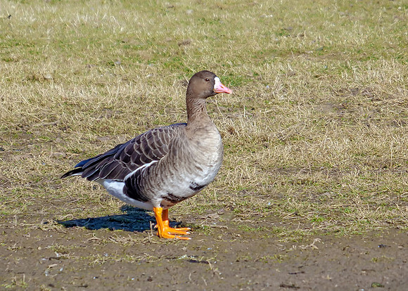 Greater White-fronted Goose - Anser albifrons, Slimbridge WWT, February 2019