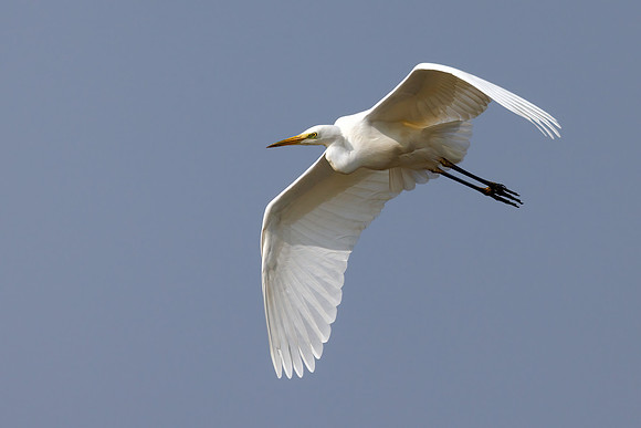 Great White Egret - Ardea alba, Slimbridge WWT, March 2022