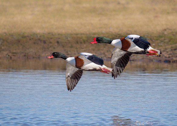 Common Shelducks - Tadorna tadorna, Slimbridge WWT, February 2019