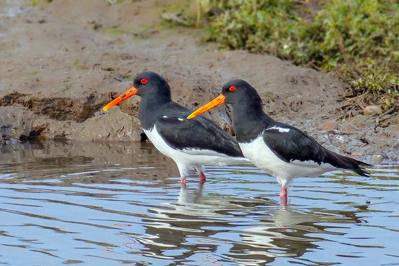 Eurasian Oystercatchers - Haematopus ostralegus, Upton Warren Moors, March 2019