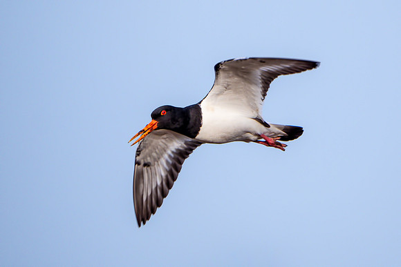 Eurasian Oystercatcher - Haematopus ostralegus, Upton Warren Moors, 08 March 2019