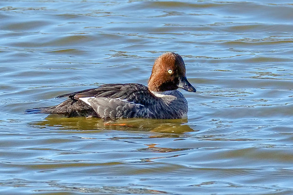 Common Goldeneye Female - Bucephala clangula, Worcesatershire, March 2019