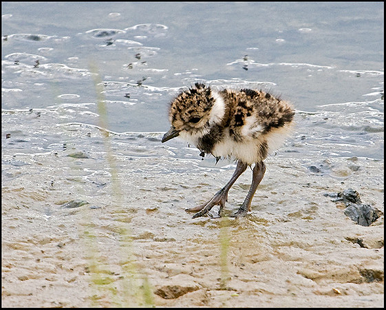 Lapwing Chick, Upton Warren Flashes, 27 May 2009