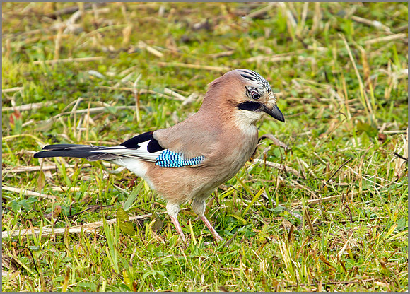 Jay, Upton Warren Moors, 18 September 2010