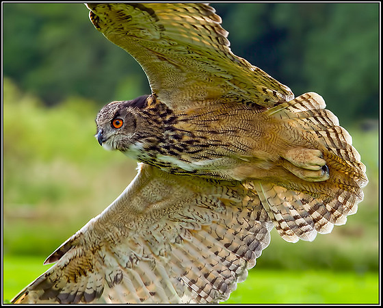 European Eagle Owl (Bubo bubo), Gloucestershire, 29 June 2012