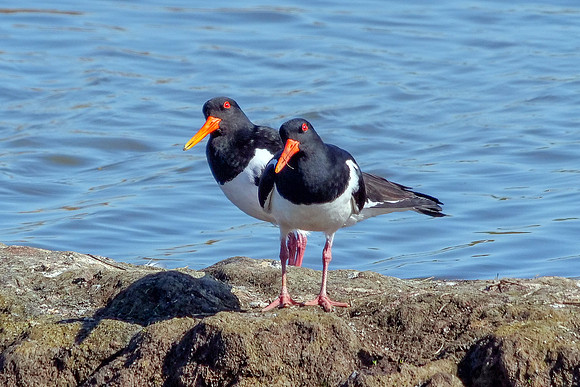 Eurasian Oystercatchers - Haematopus ostralegus, Upton Warren Flashes, March 2019