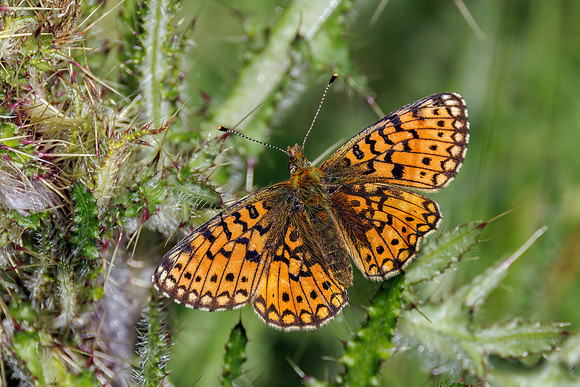 Small Pearl-bordered Fritillary - Boloria selene, ales, June 2022