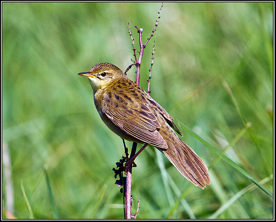 Grasshopper Warbler, Anglesey, 08 May 2011