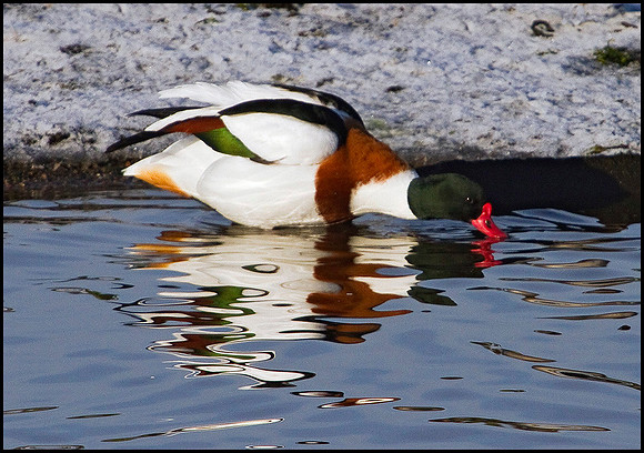 Shelduck, Upton Warren Moors, 01 February 2010