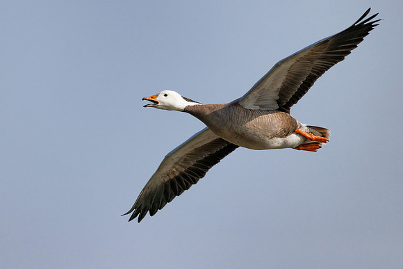 Bar-headed Goose hybrid, Slimbridge WWT, March 2022