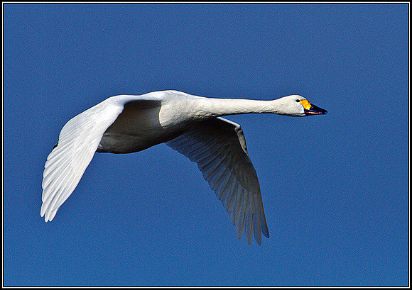 Bewick's Swan, Slimbridge, March 2011