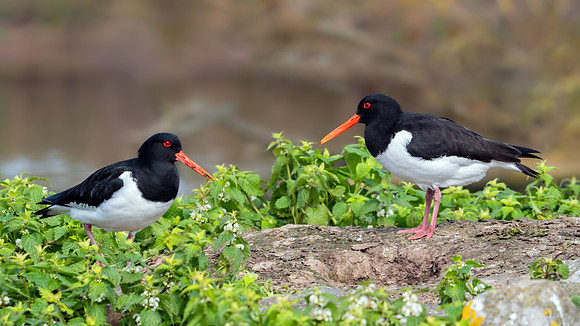 Eurasian Oystercatchers - Haematopus ostralegus, Slimbridge WWT, April 2019