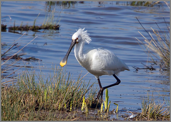 Spoonbill, Slimbridge WWT, March 2011