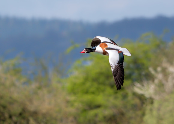 Common Shelduck - Tadorna tadorna, Slimbridge WWT, April 2019