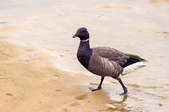 Brent Goose - Branta bernicla bernicla, Norfolk, October 2021