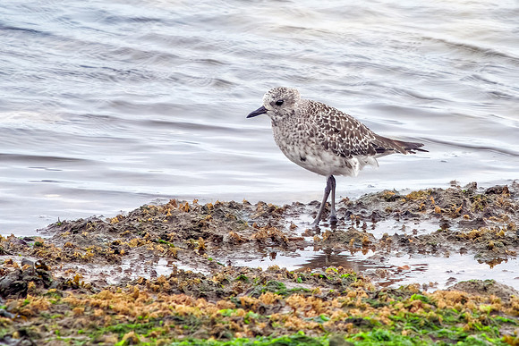 Grey Plover -Pluvialis squatarola, Norfolk, October 2021