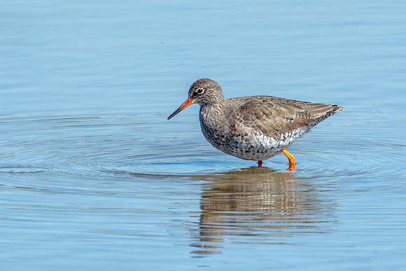 Common Redshank - Tringa totanus, Slimbridge WWT, April 2019
