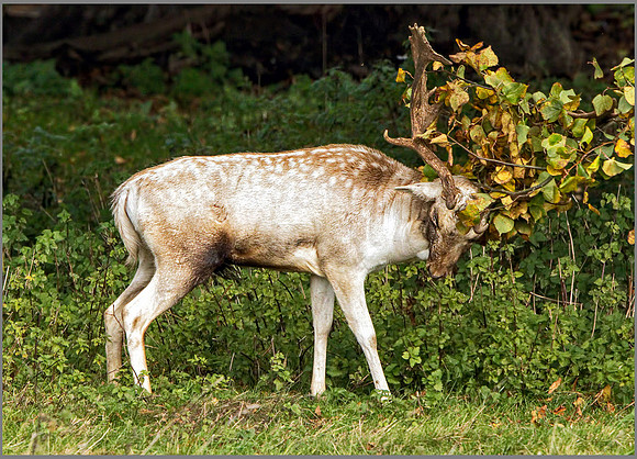 Fallow Deer Buck (Dama dama), Charlecote Park, October 2016