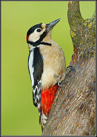 Male Great Spotted Woodpecker, Bromsgrove, 01 February 2012
