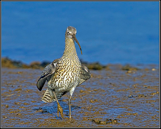 Curlew, Norfolk, April 2012 w