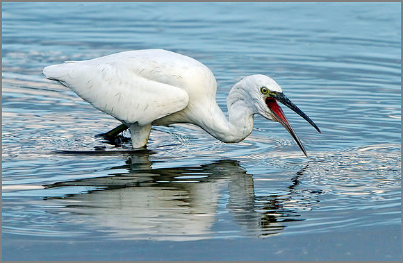 Little Egret (Egretta garzetta), Upton Warren, October 2014