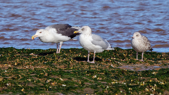 Great Black-backed Gull - Larus marinus, October 2021