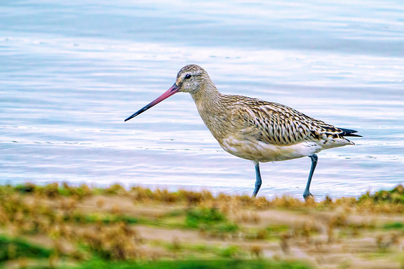 Bar-tailed Godwit - Limosa lapponica, Norfolk, October 2021