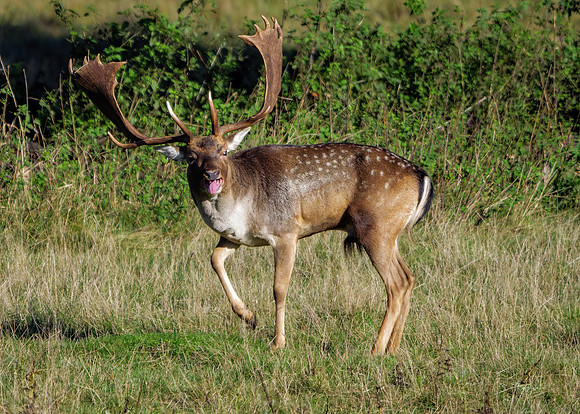Fallow Deer - Dama dama, Warwickshire, 21 October 2021