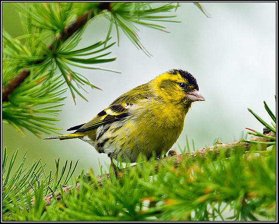 Siskin, Ceredigion, 20 May 2011
