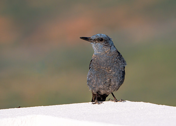 Blue Rock Thrush - Monticola solitarius, Eastern Algarve, Portugal, May 2019