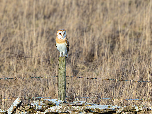 Barn Owl (Tyto alba).