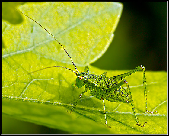 Speckled Bush Cricket (Leptophyes punctatissima), Garden, 08 July 2012 w