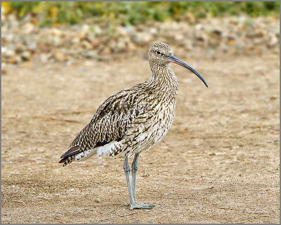 Curlew (Numenius arquata), Upton Warren, 09 August 2013