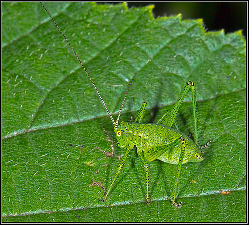 Speckled Bush Cricket (Leptophyes punctatissima), Monkwood NR, 15 July 2012