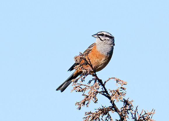 Rock Bunting - Emberiza cia, Algarve, Portugal, May 2019