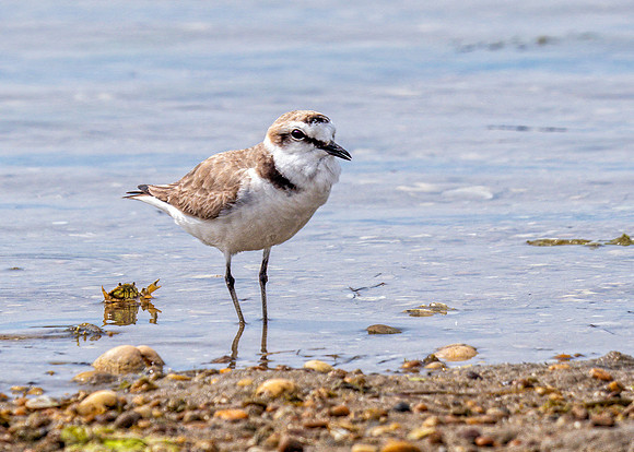 Kentish Plover - Charadrius alexandrinus, Algarve, Portugal, May 2019