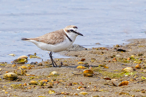 Kentish Plover - Charadrius alexandrinus, Algarve, Portugal, May 2019