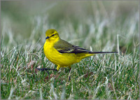 Yellow Wagtail, Marsh Lane, 06 April 2010