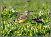 Yellow Wagtail, Marsh Lane, 21 April 2011