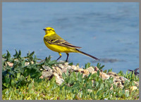 Yellow Wagtail, Upton Warren Flashes, 30 April 2011